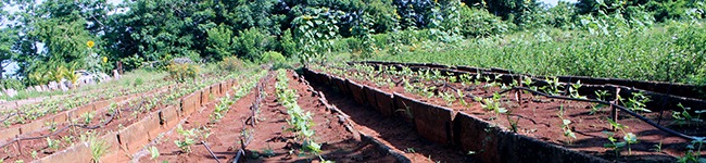 Biosistema Sembrados