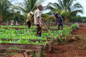 Arduo es el trabajo en la zona de la finca destinada a los vegetales y hortalizas