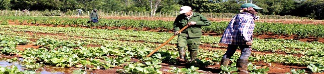 Biosistema trabajando finca Biosistema trabajando finca